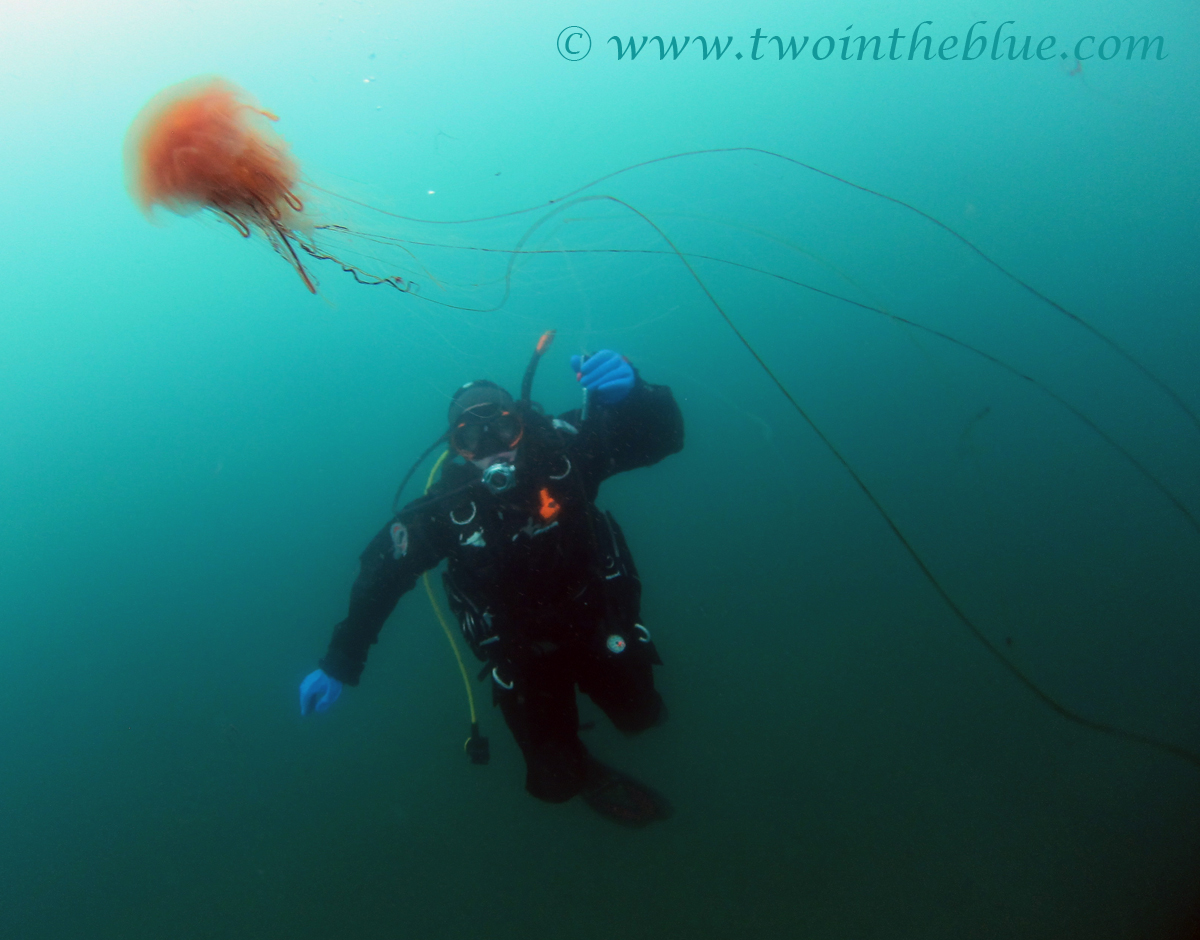 Diving with jellyfish two in the blue