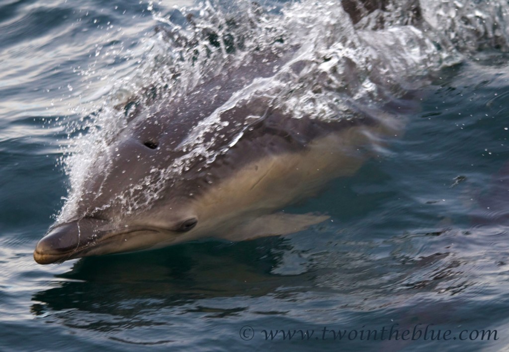 short-billed-common-dolphin