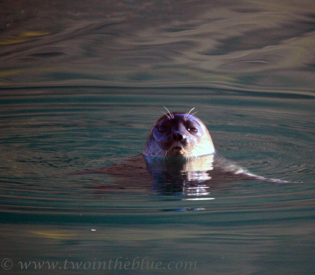 2 Ringed seal Pusa hispida two in the blue