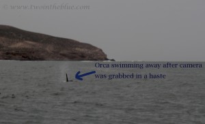 Orca-swimming-away