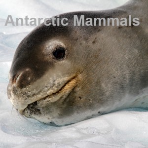 Antarctic Mammals