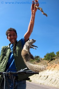 caught Barbary ground squirrel