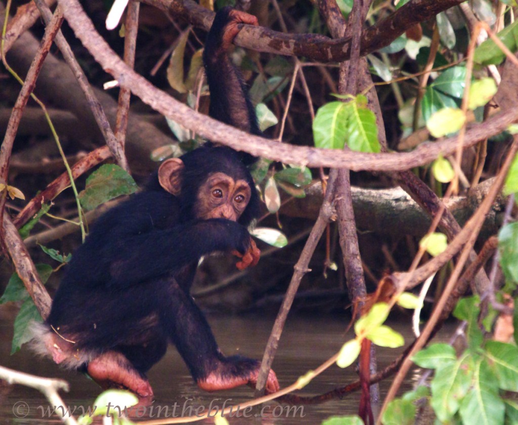 chimp-baby-drinking