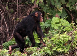 walking-chimp