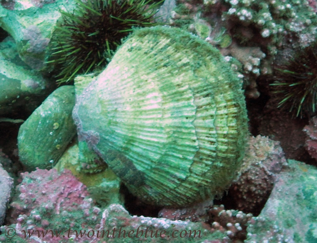 Icelandic scallop – Chlamys islandica | two in the blue